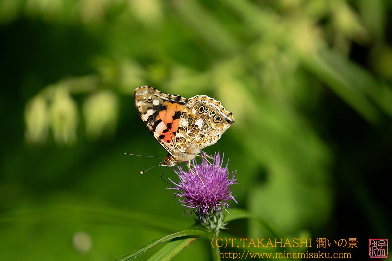 ../Images/7R241013 (199).jpg